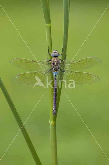 Zuidelijke keizerlibel (Anax parthenope)