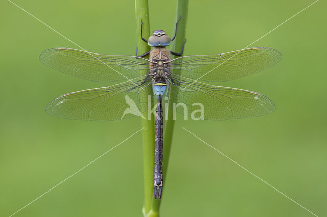 Zuidelijke keizerlibel (Anax parthenope)