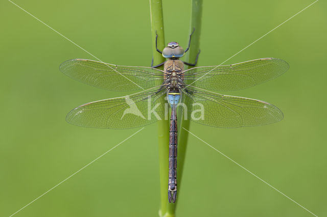 Zuidelijke keizerlibel (Anax parthenope)