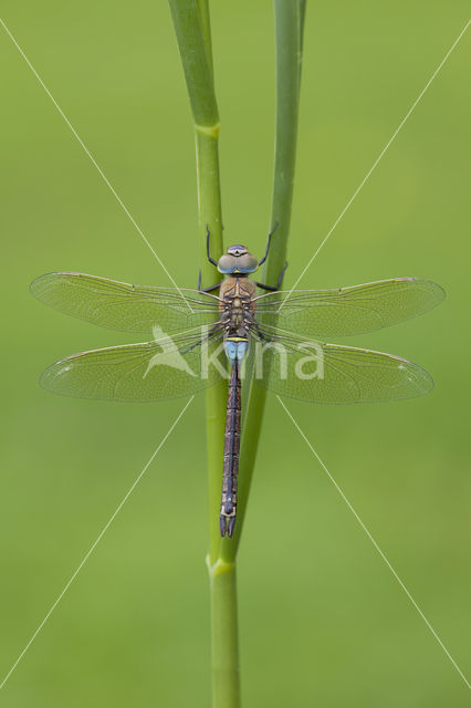 Little emperor dragonfly (Anax parthenope)