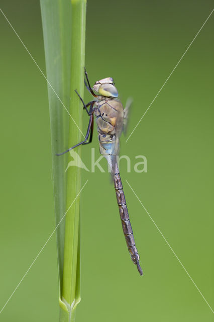 Zuidelijke keizerlibel (Anax parthenope)