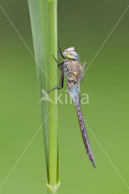 Zuidelijke keizerlibel (Anax parthenope)