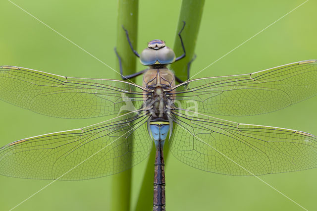 Zuidelijke keizerlibel (Anax parthenope)