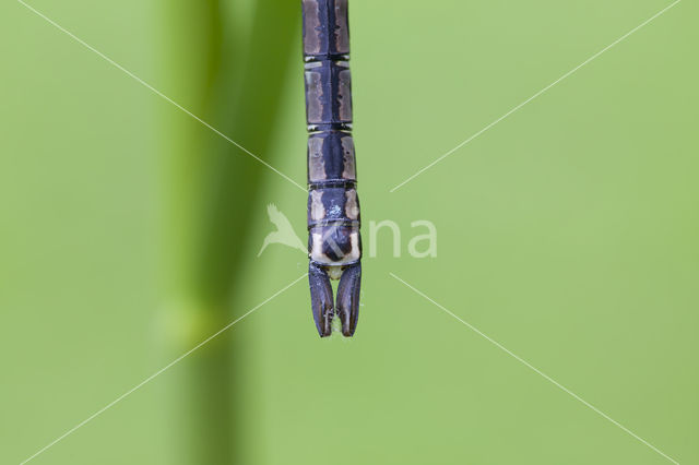 Zuidelijke keizerlibel (Anax parthenope)