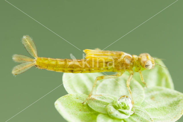 Zuidelijke waterjuffer (Coenagrion caerulescens)