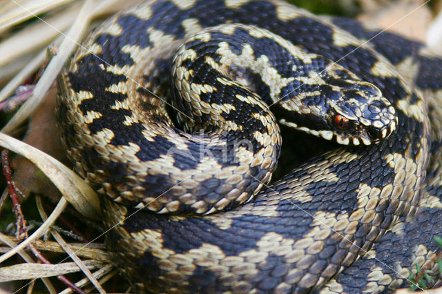 Adder (Vipera berus)