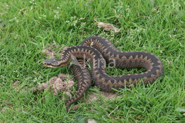 Common Viper (Vipera berus)