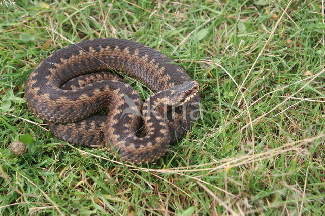 Adder (Vipera berus)