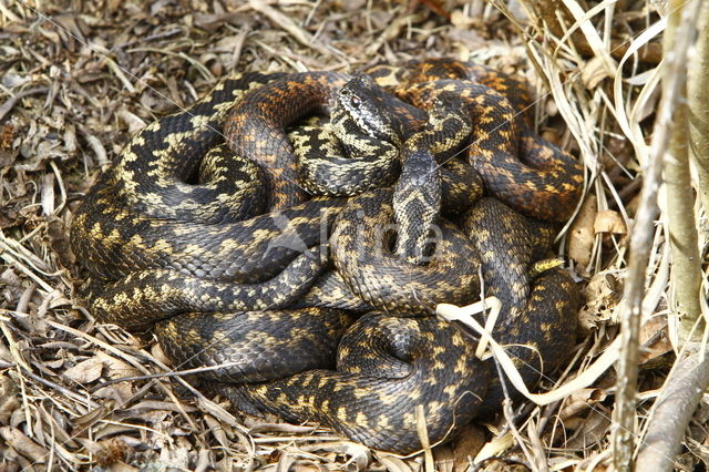 Adder (Vipera berus)