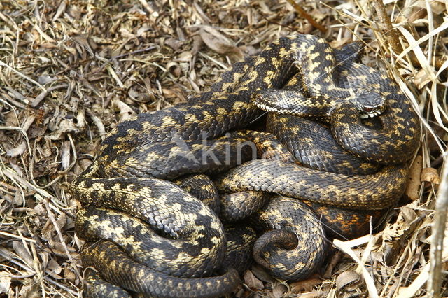 Adder (Vipera berus)