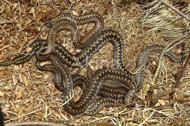 Common Viper (Vipera berus)