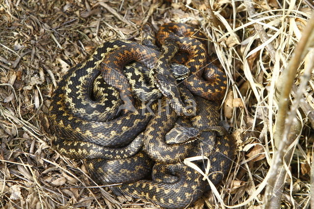 Adder (Vipera berus)