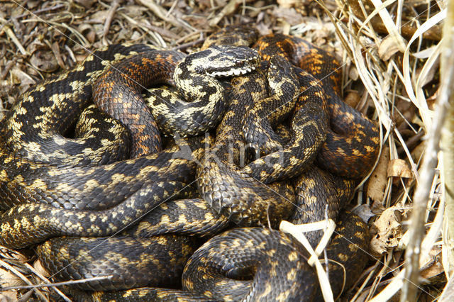 Adder (Vipera berus)