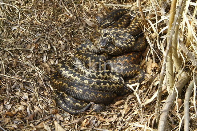 Common Viper (Vipera berus)