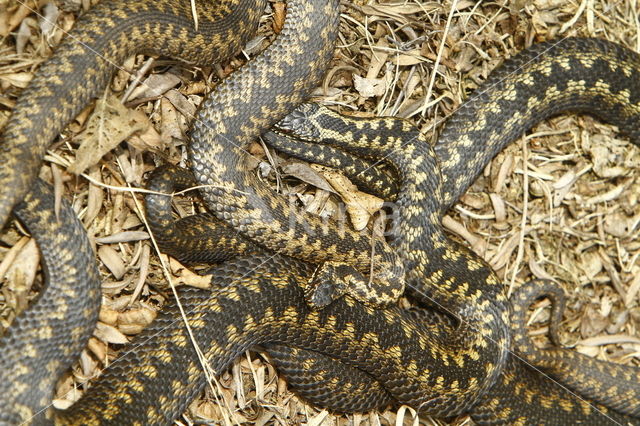 Adder (Vipera berus)