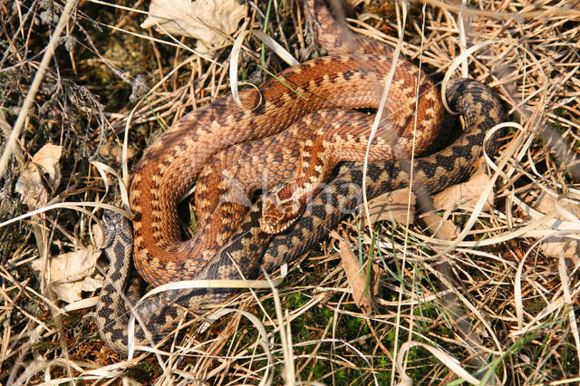 Common Viper (Vipera berus)