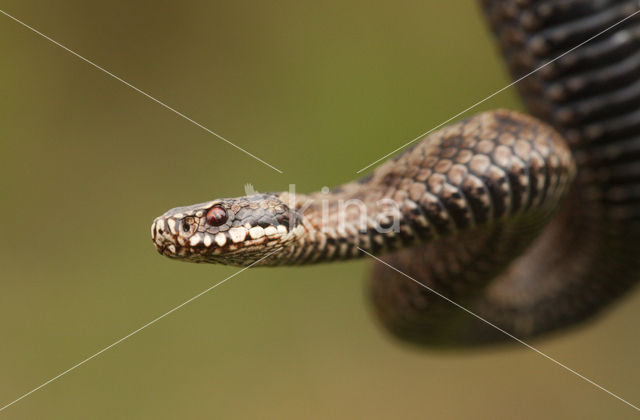 Common Viper (Vipera berus)