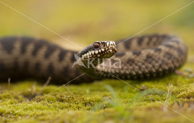 Common Viper (Vipera berus)