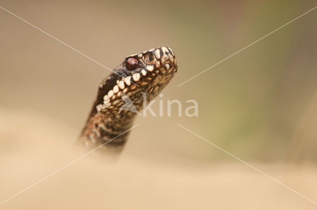 Adder (Vipera berus)