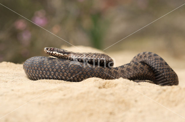 Common Viper (Vipera berus)