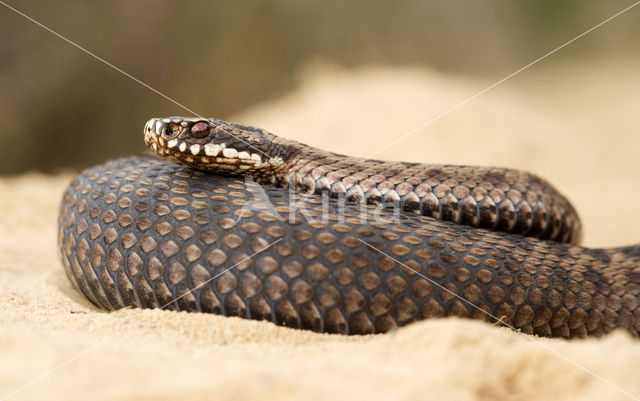 Common Viper (Vipera berus)