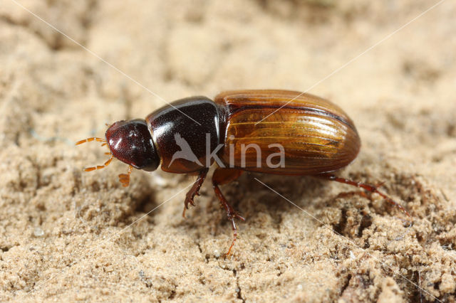 Aphodius ictericus