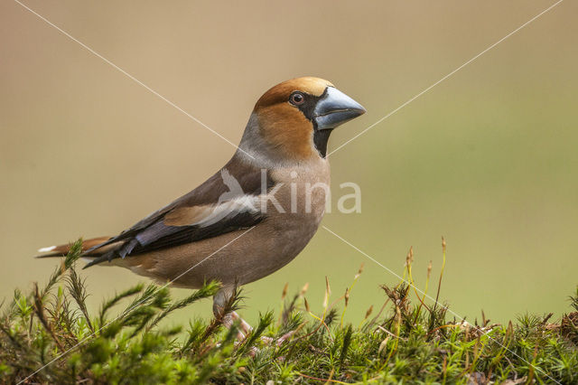 Appelvink (Coccothraustes coccothraustes)