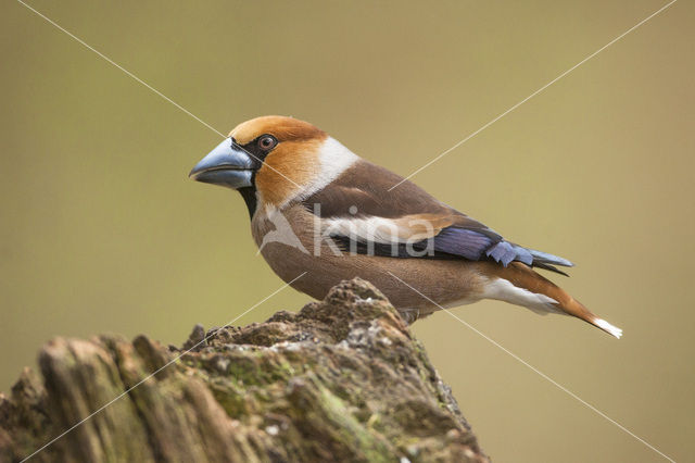 Appelvink (Coccothraustes coccothraustes)