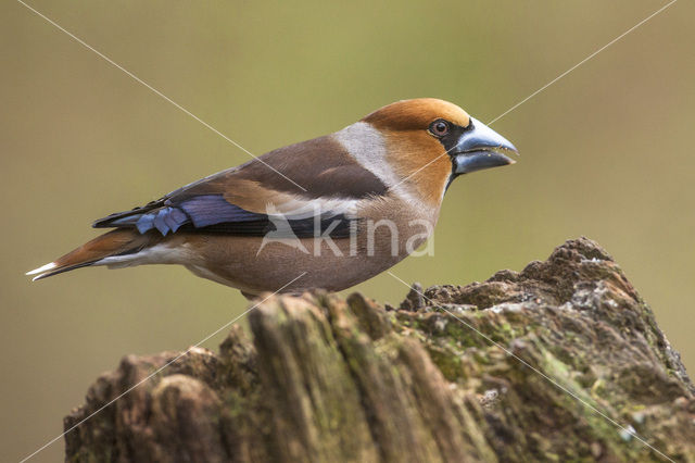 Appelvink (Coccothraustes coccothraustes)