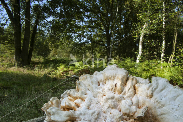 Asgrauwe kaaszwam (Oligoporus tephroleucus)