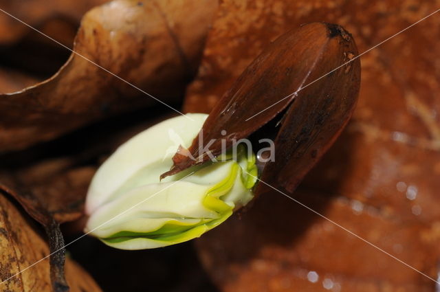 Beuk (Fagus spec.)