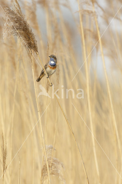 Blauwborst (Luscinia svecica)