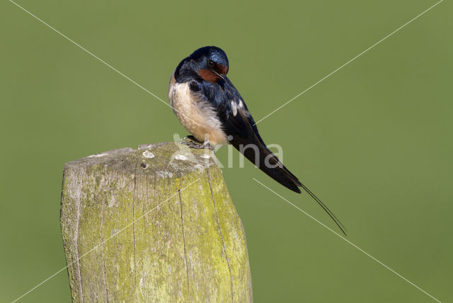 Boerenzwaluw (Hirundo rustica)