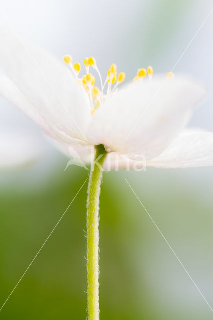 Bosanemoon (Anemone nemorosa)