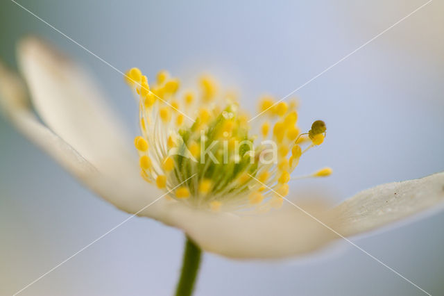 Wood Anemone (Anemone nemorosa)