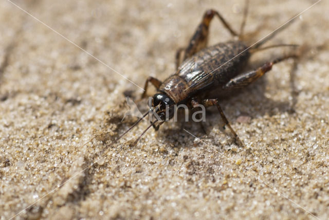 Wood-cricket (Nemobius sylvestris)