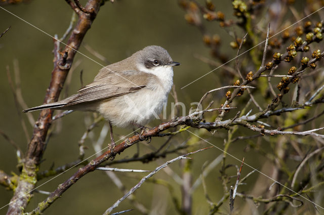 Braamsluiper (Sylvia curruca)