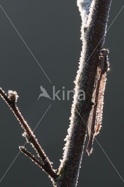 Bruine winterjuffer (Sympecma fusca)