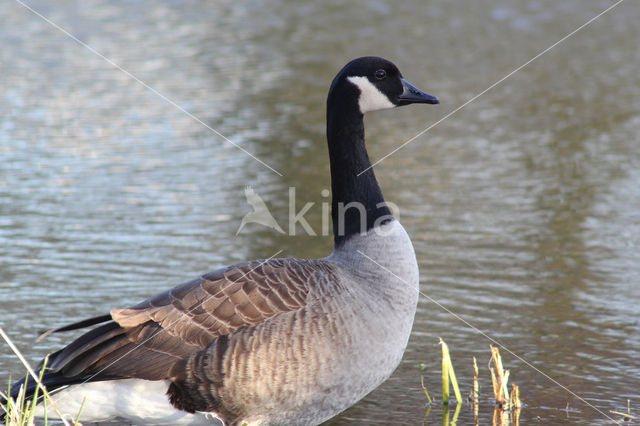 Canadese Gans (Branta canadensis)