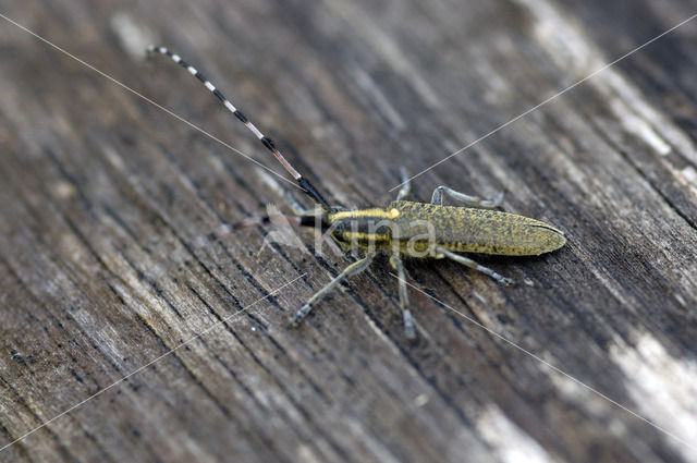 Distelbok (Agapanthia villosoviridescens)