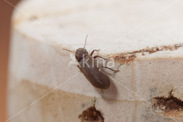 furniture beetle (Anobium punctatum)