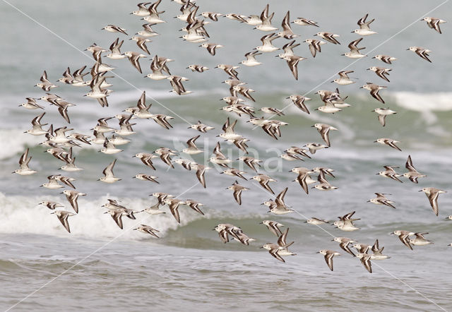 Drieteenstrandloper (Calidris alba)