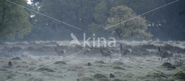 Red Deer (Cervus elaphus)