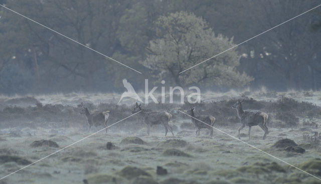 Red Deer (Cervus elaphus)