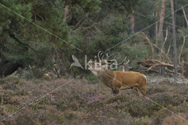 Edelhert (Cervus elaphus)