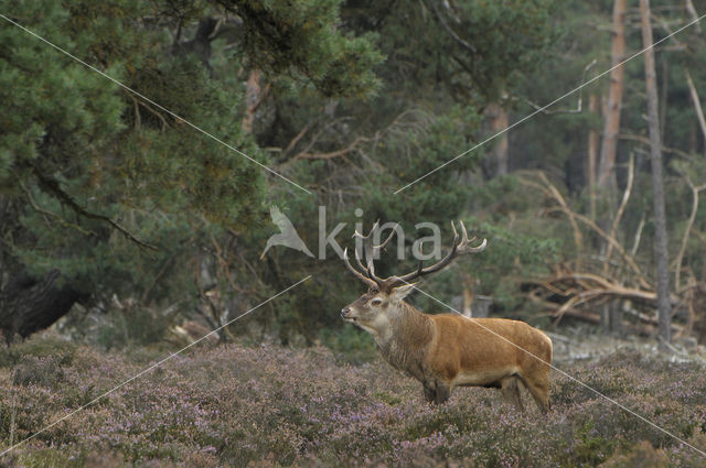 Edelhert (Cervus elaphus)