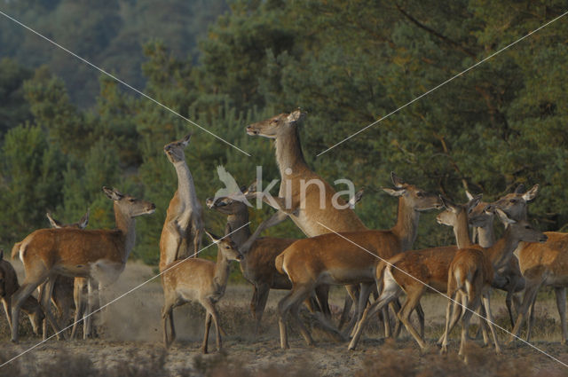 Edelhert (Cervus elaphus)