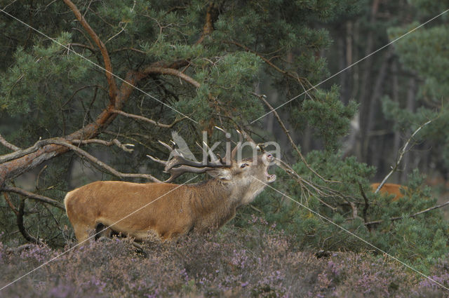 Edelhert (Cervus elaphus)