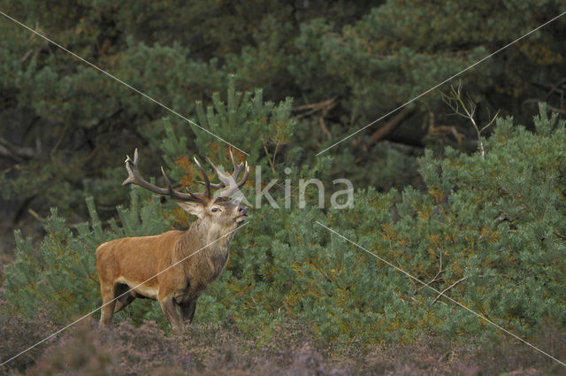 Edelhert (Cervus elaphus)