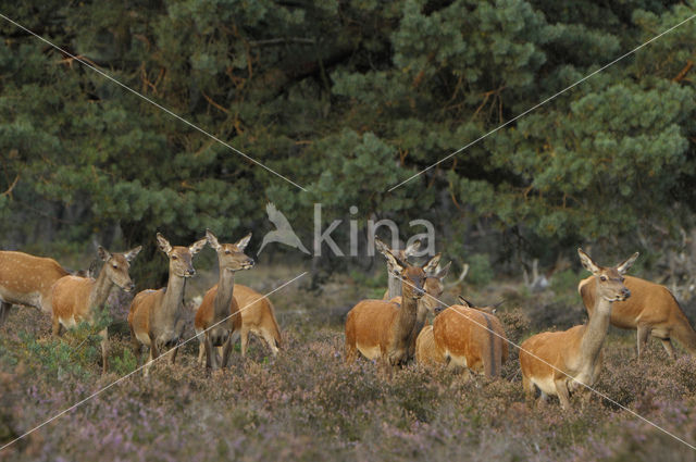 Edelhert (Cervus elaphus)